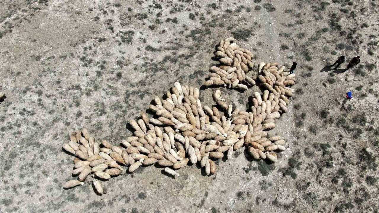 Çok sayıda mera ihaleye çıkarıldı