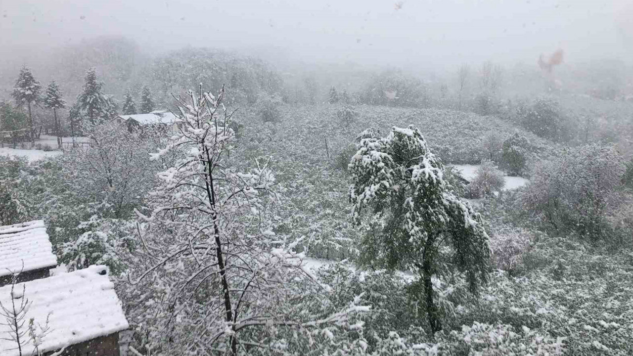 Ordu’da Nisan ayında yağan kar, üreticileri endişelendirdi: Fındık üreticileri teyakkuzda