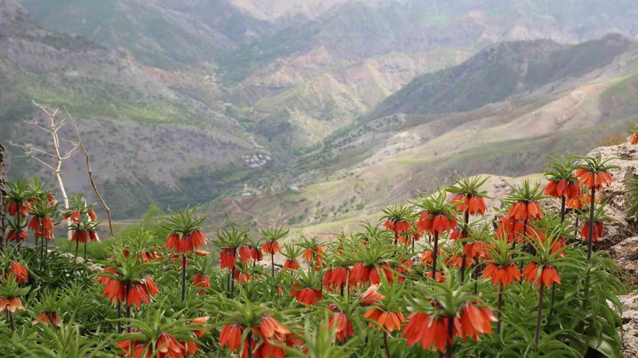 Ağlayan Gelinler açtı! Görüntüyü çekmek için sabahın erken saatlerinde yola çıkıyorlar