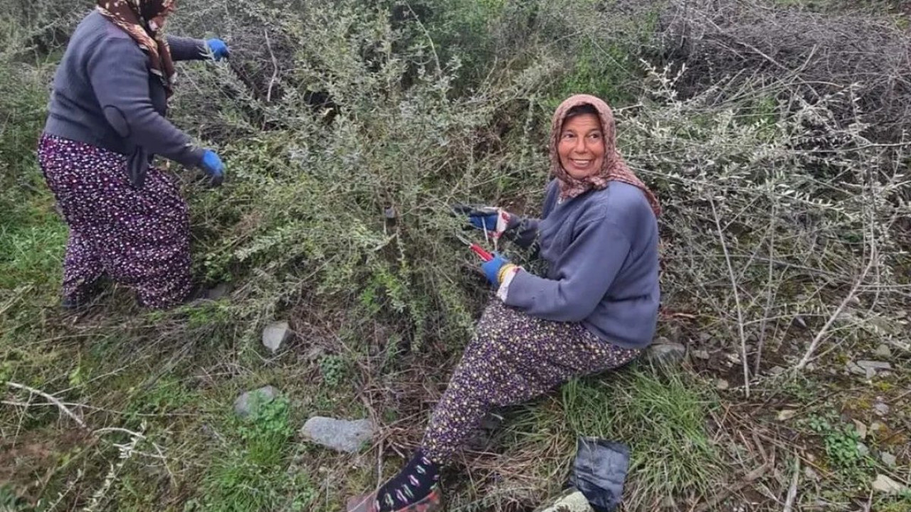 Zeytin ağaçlarının ekonomik değeri