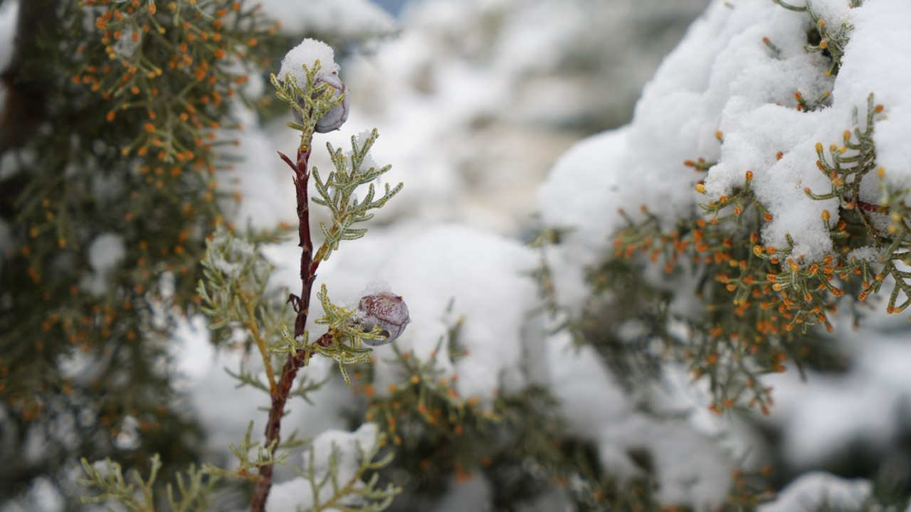 Meteoroloji'den çiftçilere zirai don uyarısı