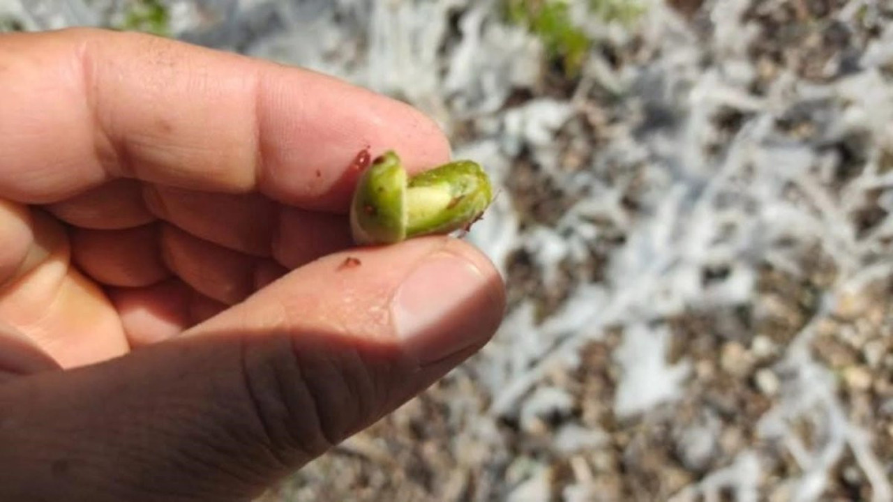 Kayısı ağaçlarındaki sarkıtlar çiftçileri endişelendirdi