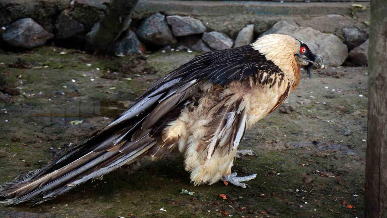 Nesli tükenmek üzere: Yaralı olarak Artvin'de bulundu
