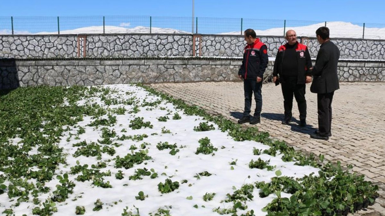 Erzincan'ı zirai don vurdu