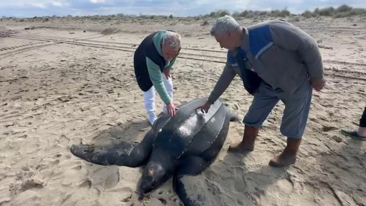 Soyu tehlike altında! Kaplumbağanın boyutu hayrete düşürdü