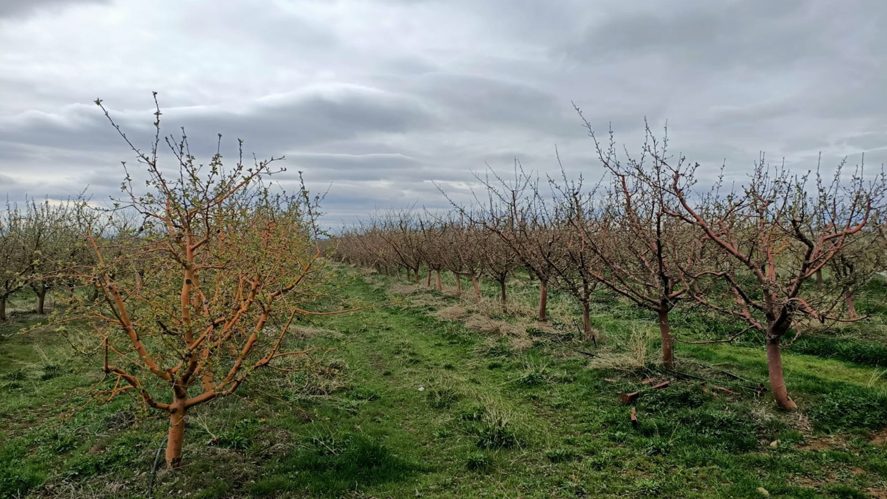 Meyve krizi kapıda! Kara haberi çiftçiler verdi