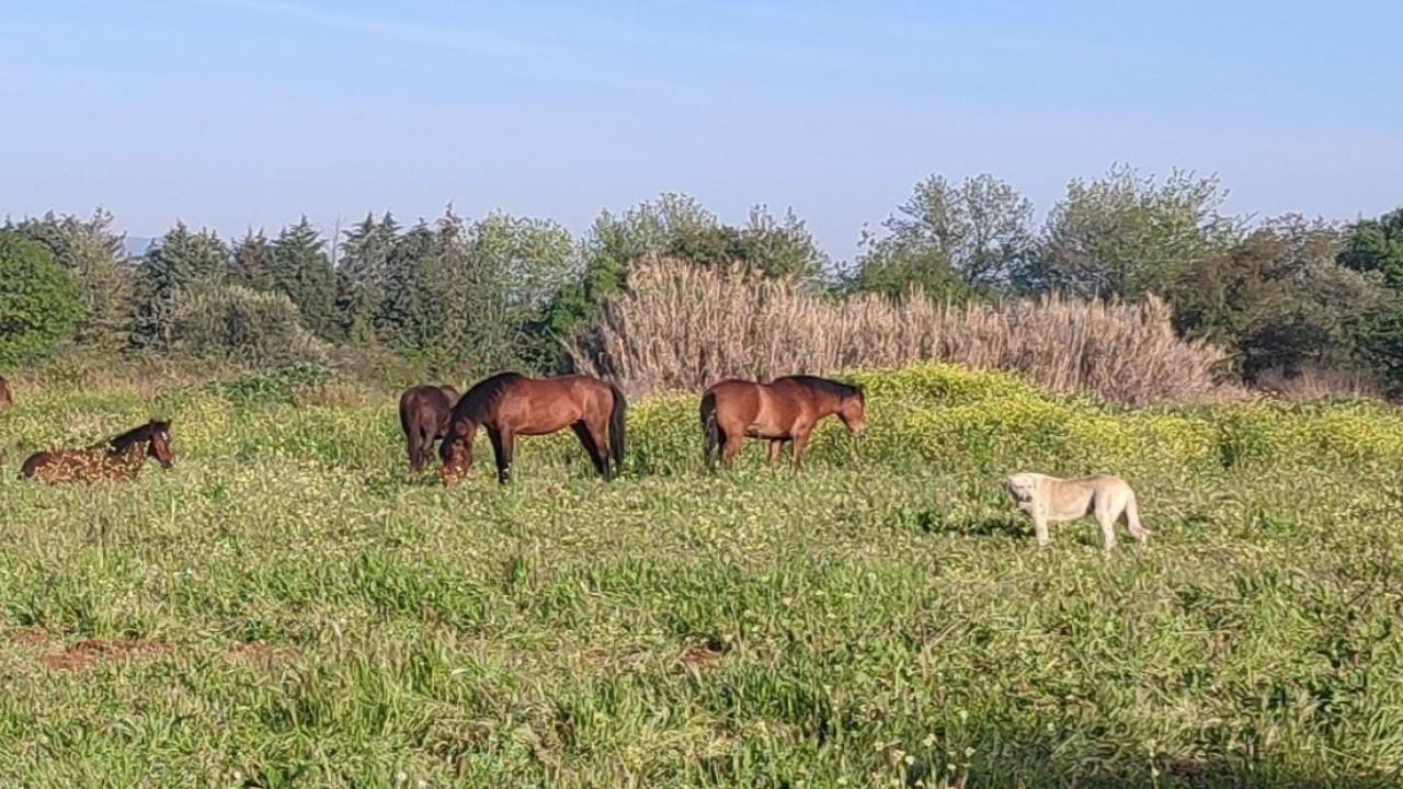 Spil Dağı’ndan şehir merkezine: Manisa sokaklarında yılkı atı devri!