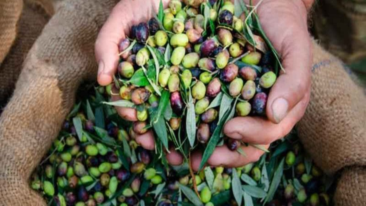 Ayvalık’ta zeytin bereketi! Miras ve gelecek buluşuyor