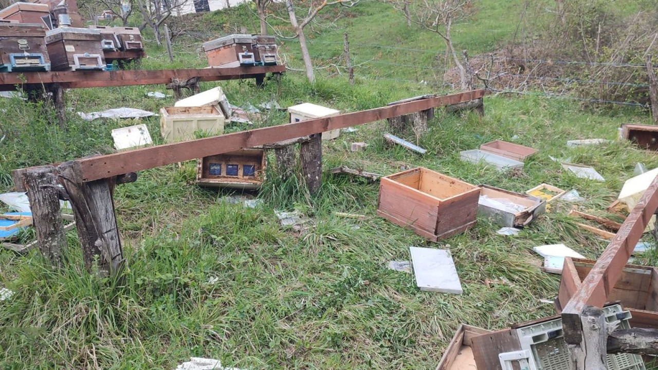 Sinop'ta ayı 23 arı kovanını parçaladı!