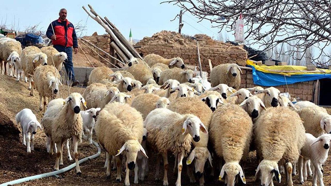 100 bin lira maaşla çoban yok! Besiciler çaresiz