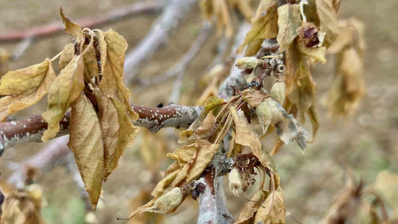 Malatya’da en şiddetli zirai don yaşandı