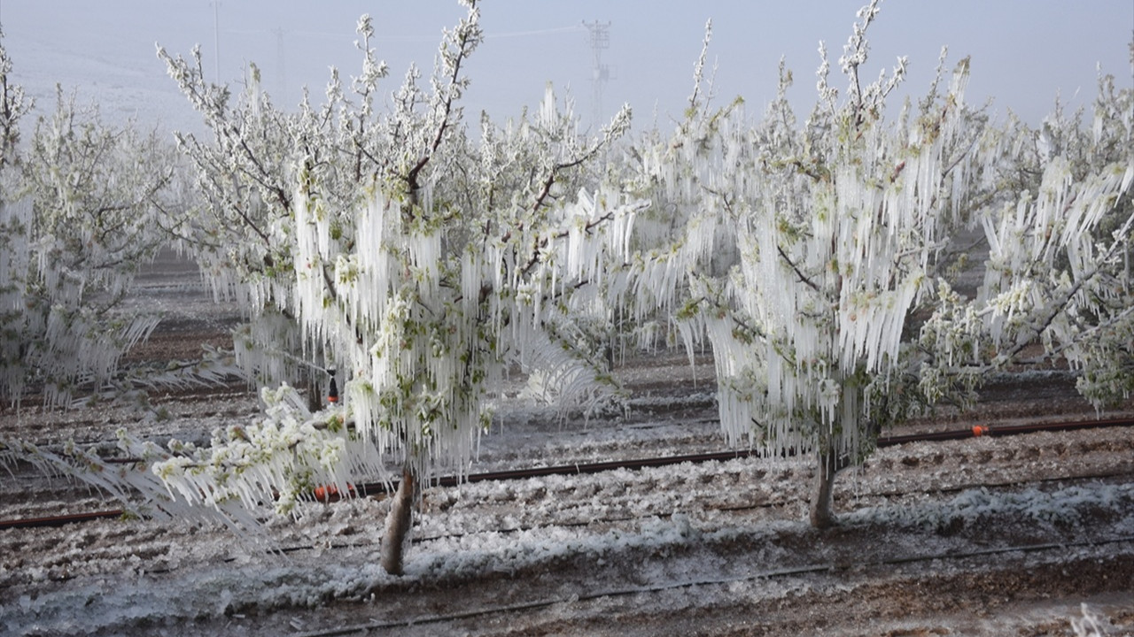 Zirai don felaketinin faturası çok ağır olacak: Gıda enflasyonunu körükleyecek
