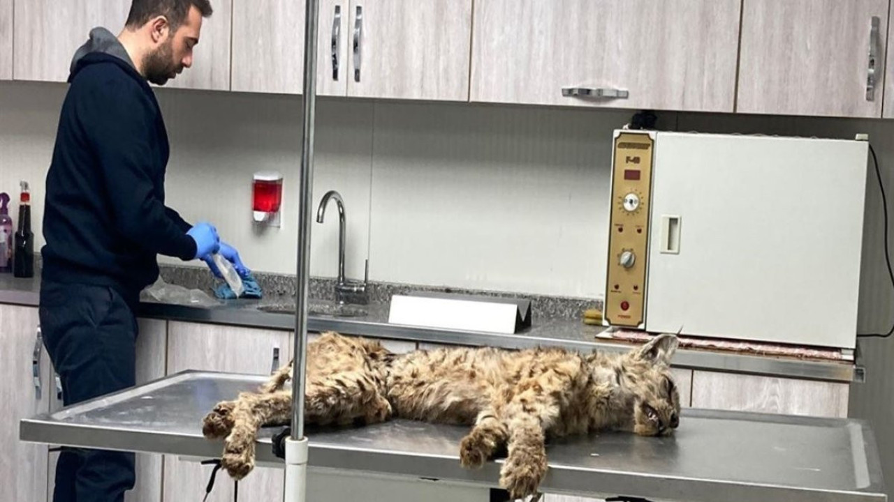 Bitlis'te bitkin halde bulunan vaşak, tedavi için Van'a gönderildi