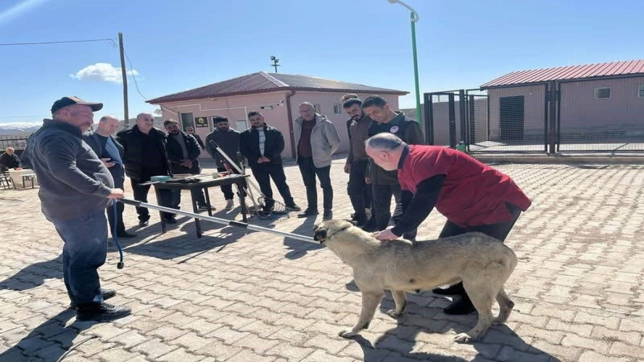 Sokak hayvanlarını yakalamak için personele eğitim verdi