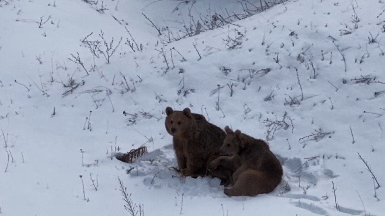Dron ayıları korkuttu!