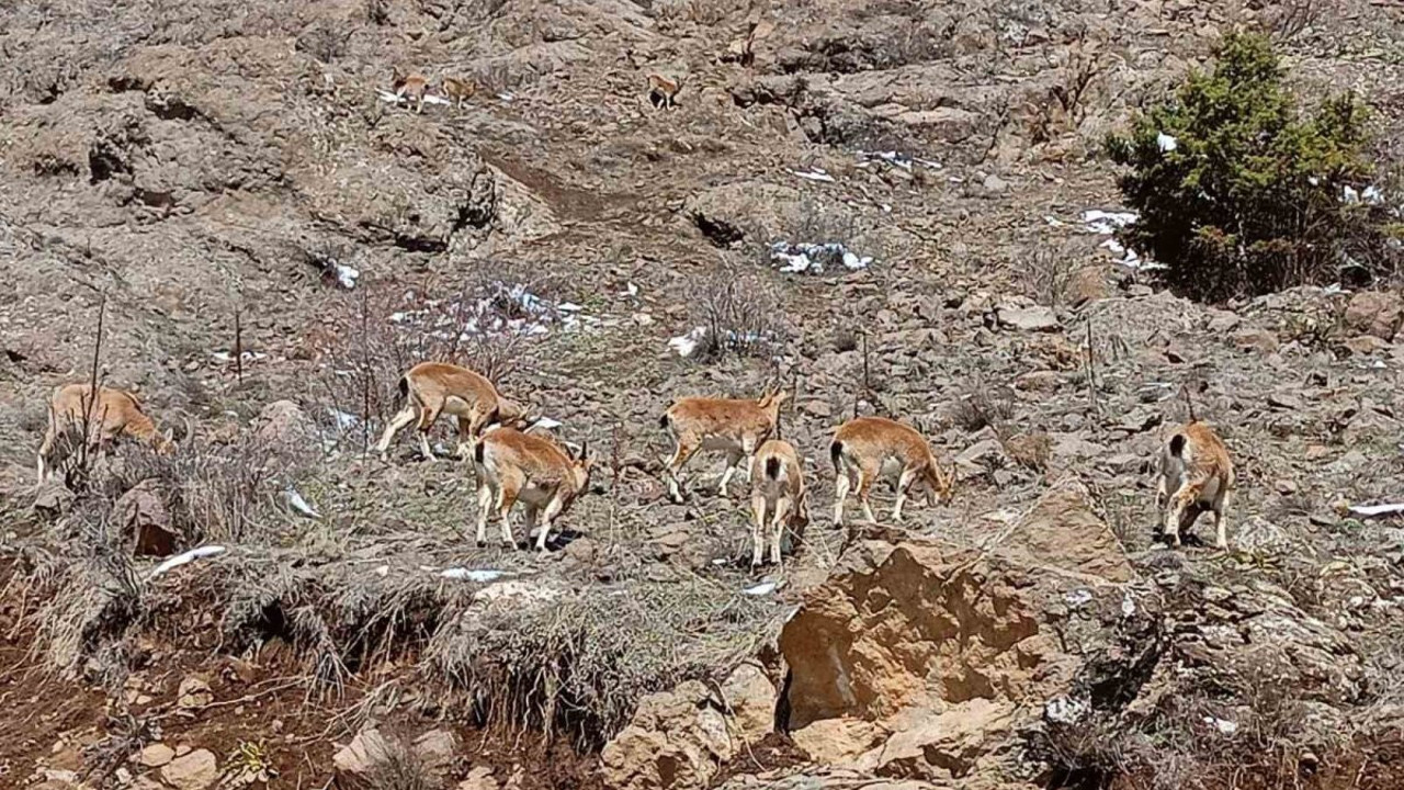 Dağ keçileri sürü halinde Bayburt’ta görüntülendi