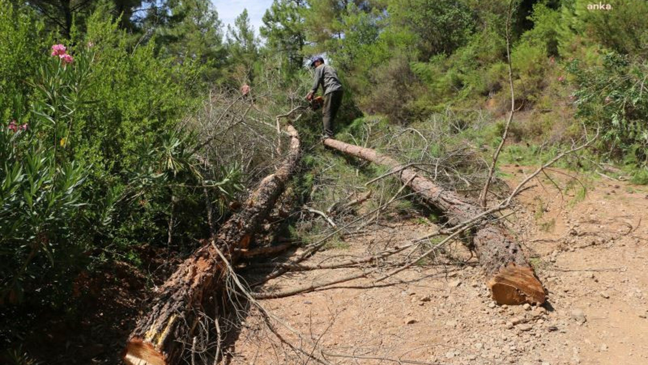 Andırın'da trajik ölüm! Orman işçisi kestiği ağacın kurbanı oldu
