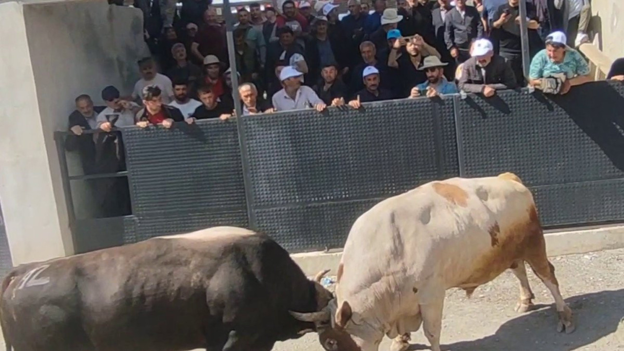 Boğa güreşlerinde panik dolu anlar