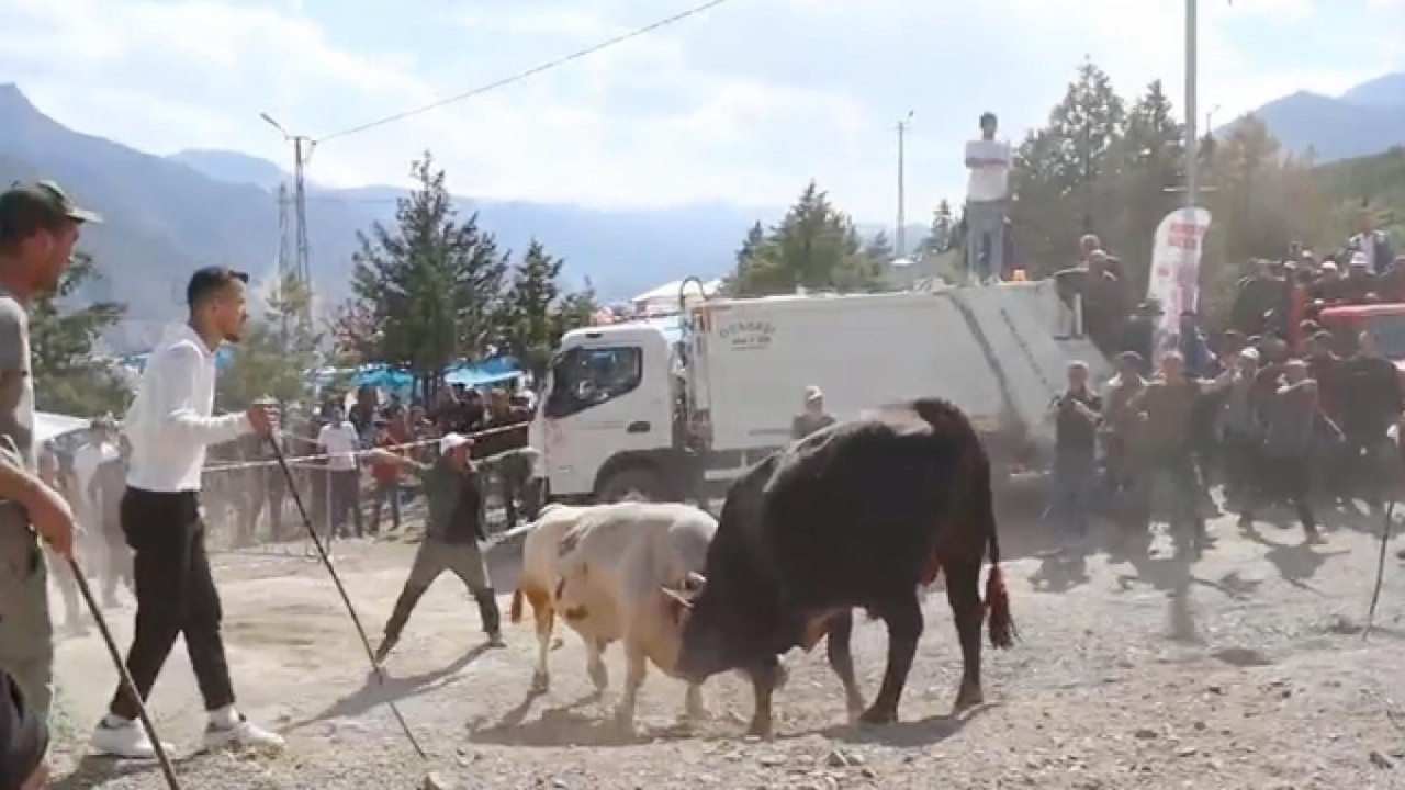Artvin'deki boğa güreşi yürekleri ağza getirdi! Kral ile Ateş arenaya sığmadı