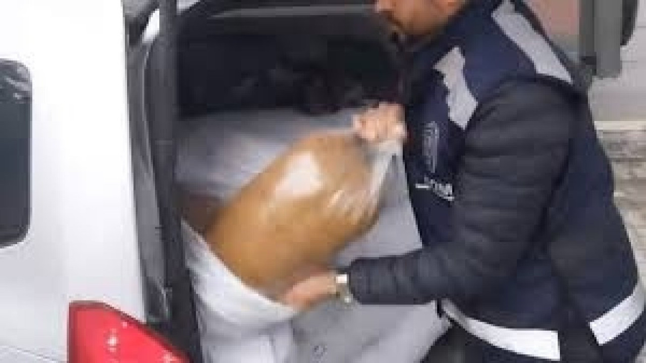 Samsun’da 240 kilo kaçak tütün ele geçirildi