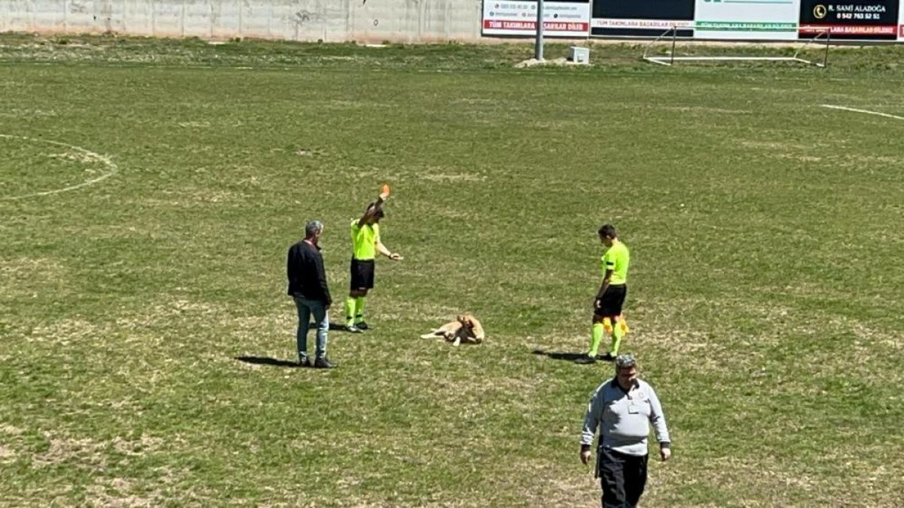 Amatör maçta hakem köpeğe kırmızı kart gösterdi