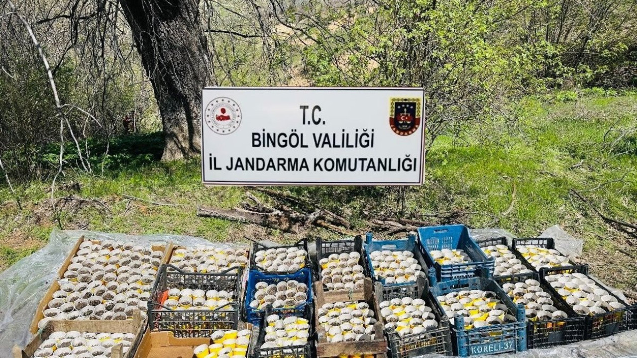 Bingöl’de jandarma şaşkına döndü! Bardak bardak kenevir çıktı