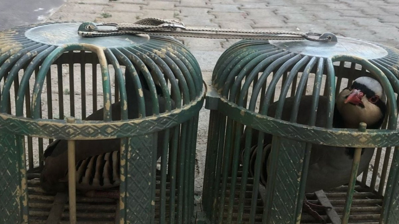 Durdurulan araçta 4 keklik ele geçirildi