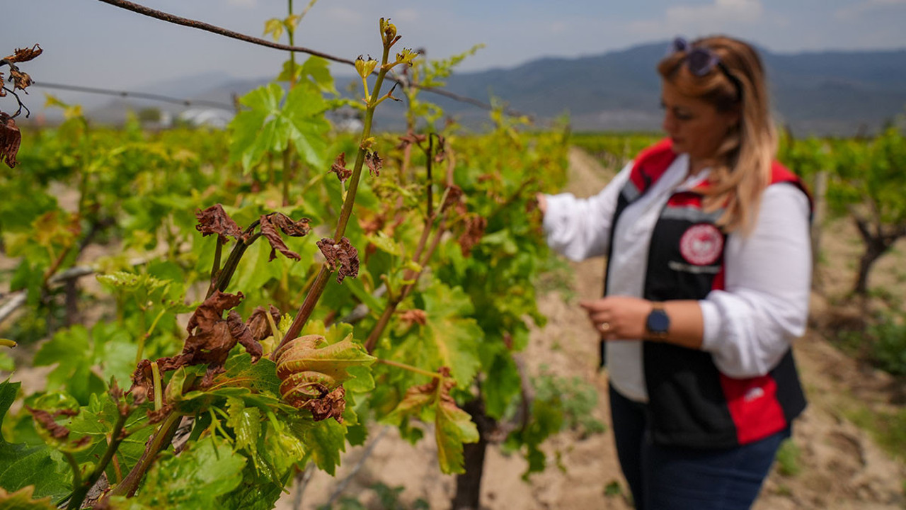 Zirai don tespit çalışmaları sürüyor! Birçok kent etkilenmişti