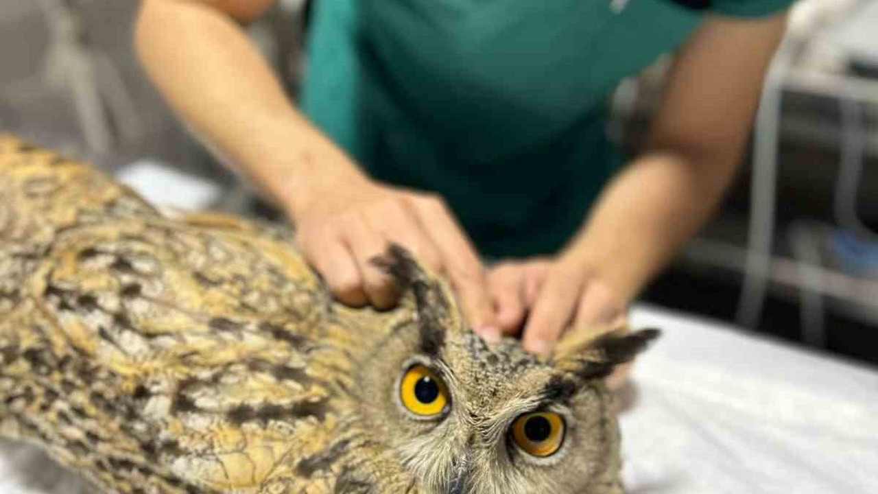 Bilecik'te yaralı baykuş tedavi altına alındı
