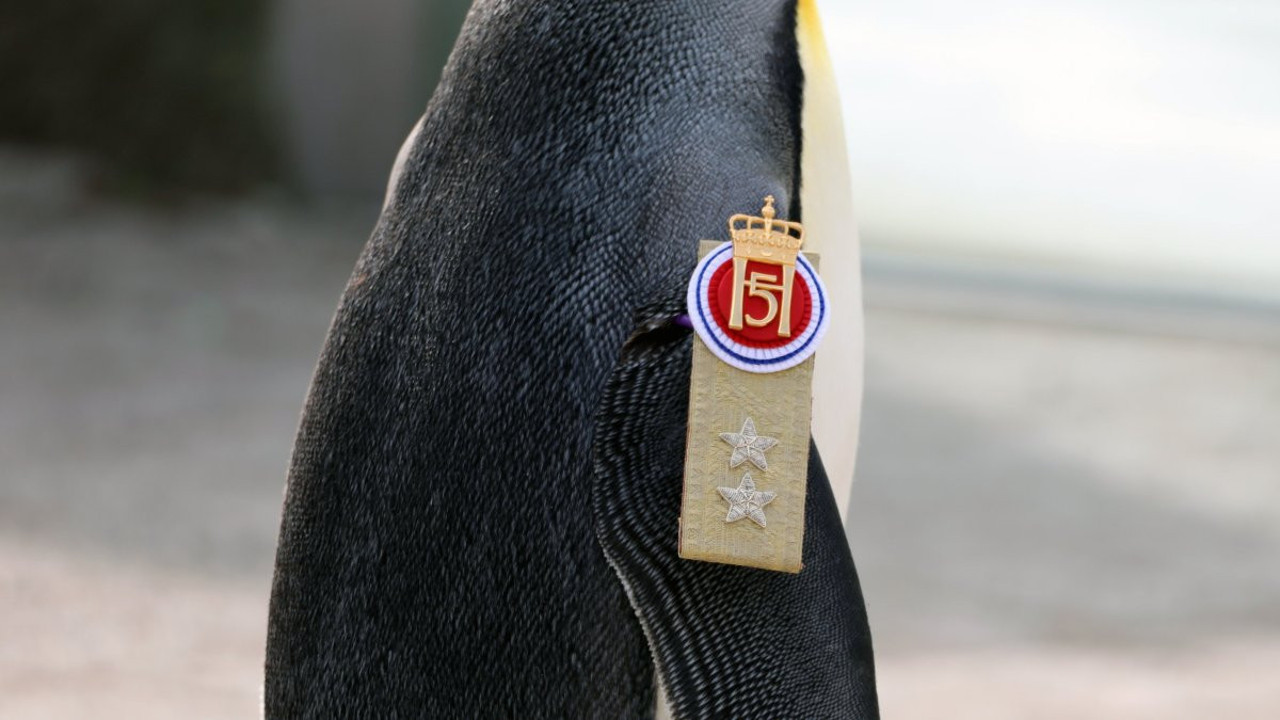 Guinness'ten dünyanın 'en yüksek rütbeli pengueni Olav’a kutlama