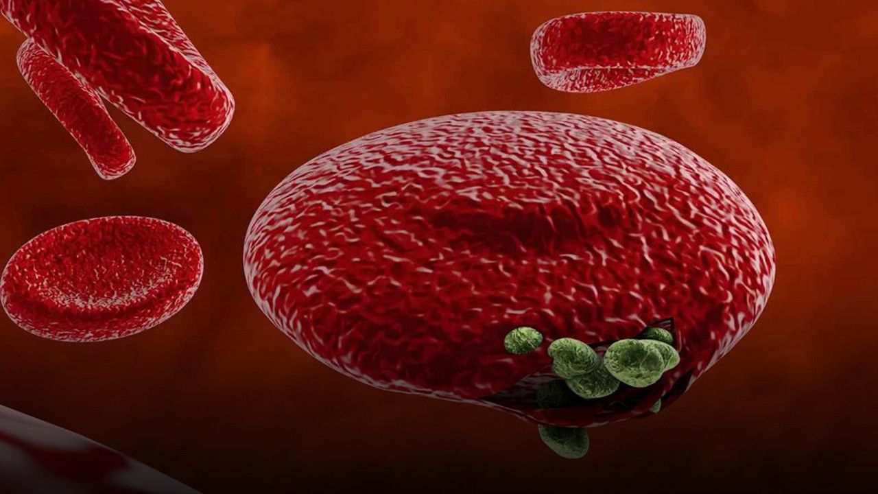 Sıcaklar başladı sayıları artıyor! Tek ısırığı insanı öldürüyor ilk belirti 7 gün sonra ortaya çıkıyor