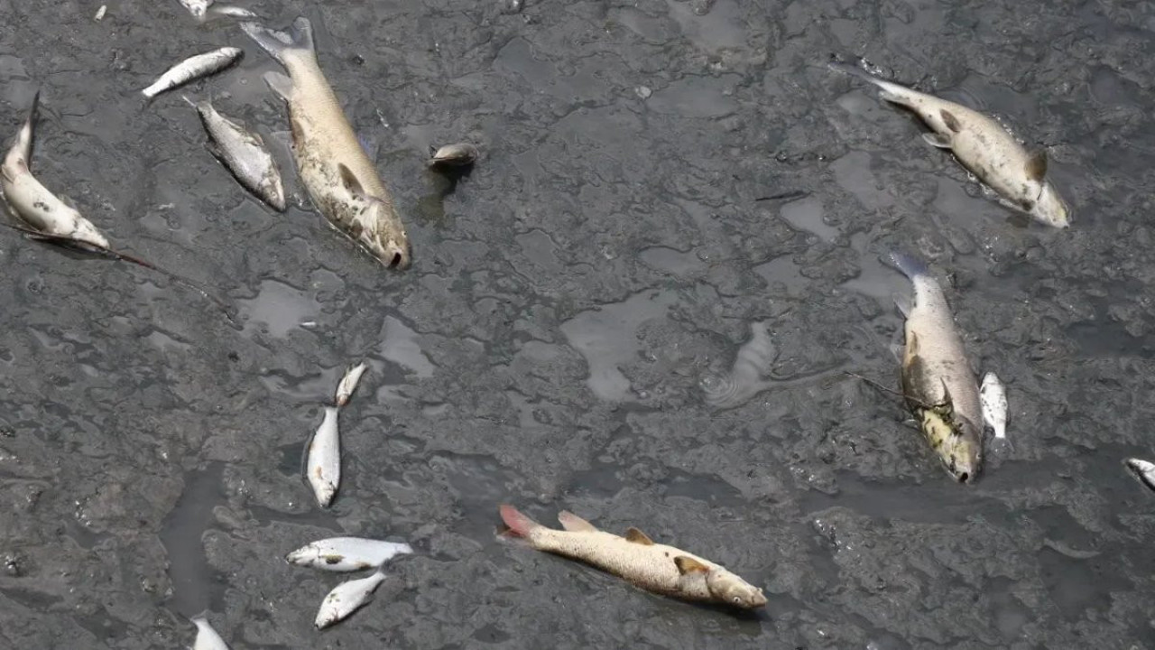 Yeşilırmak Nehri’ndeki toplu balık ölümleri inceleniyor