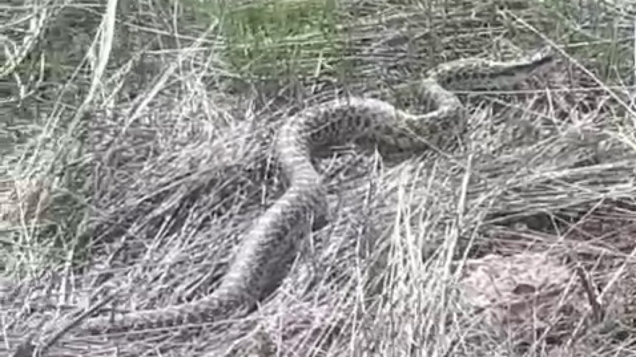 3 metrelik dev yılan şaşırttı!