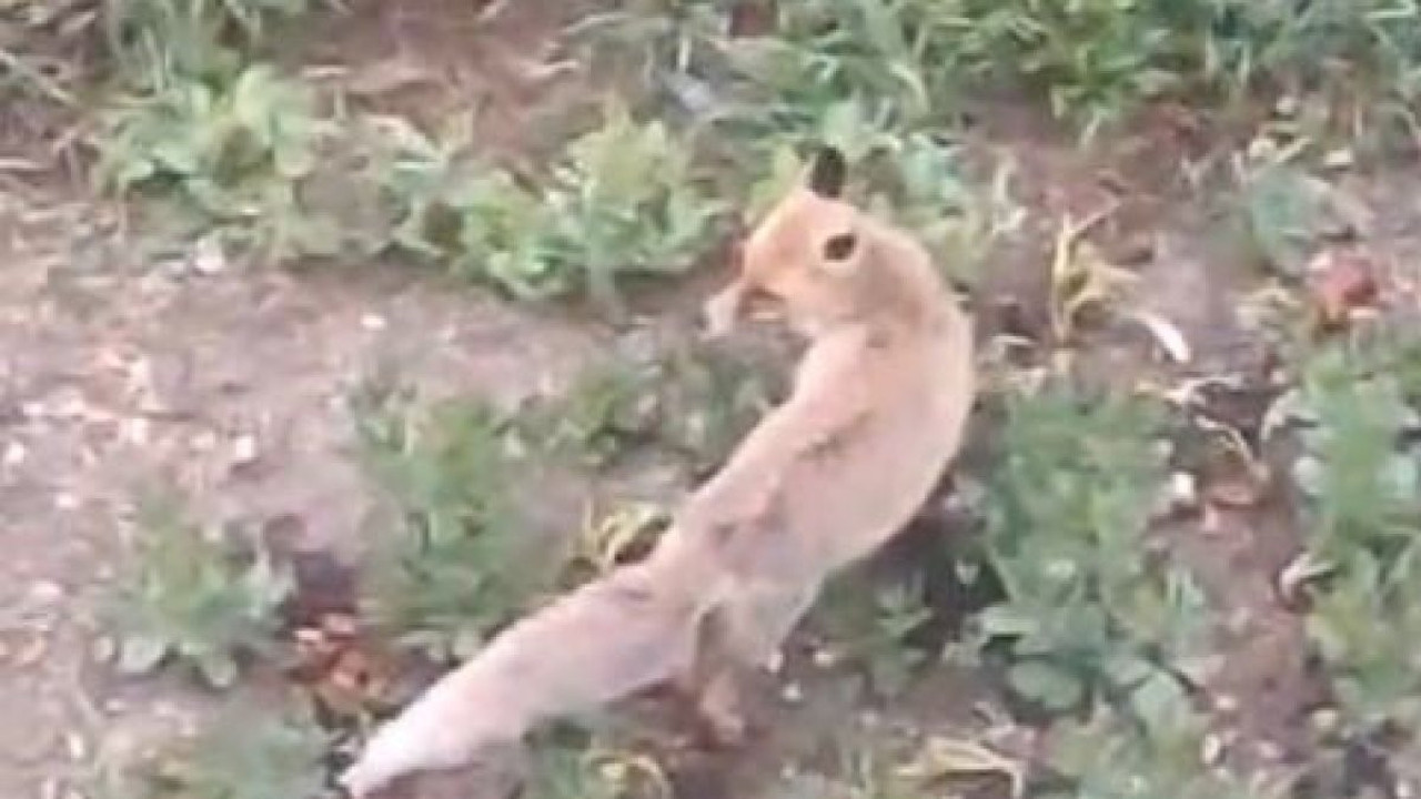 Yiyecek arayan tilki evin bahçesine girdi