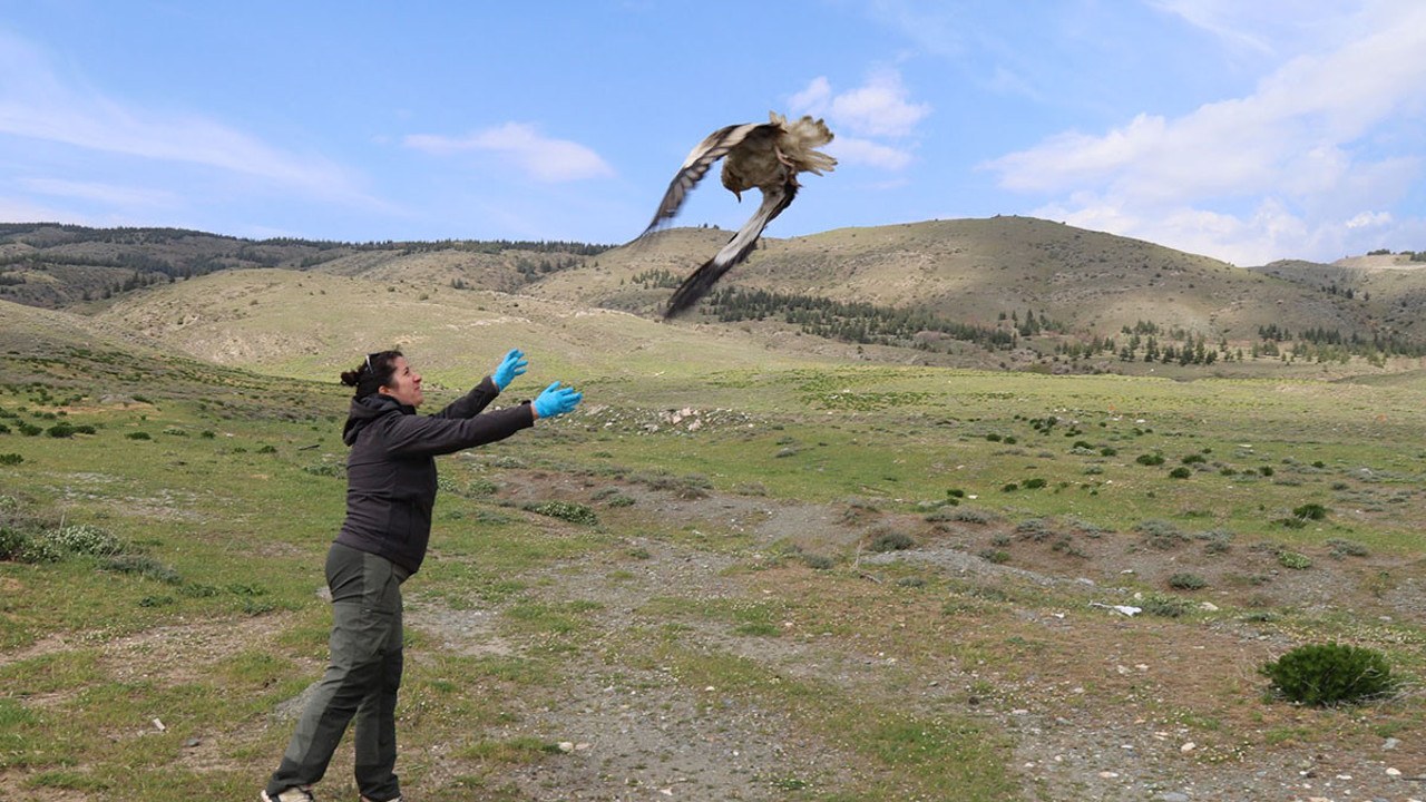 Akbaba Midas’tan inanılmaz yolculuk! Verici takılmıştı: 101 bin kilometre uçtu