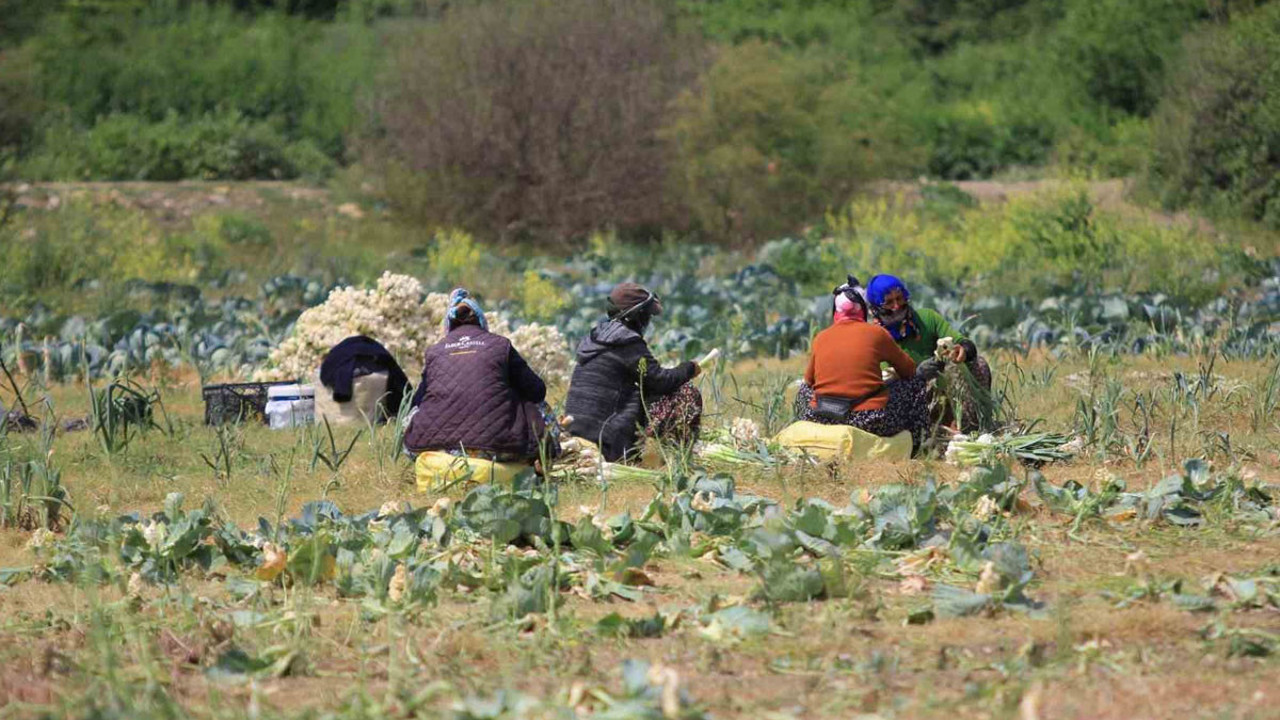 Gölbaşı Gölü’nde çiftçi isyanı: Hasat yok olmasın
