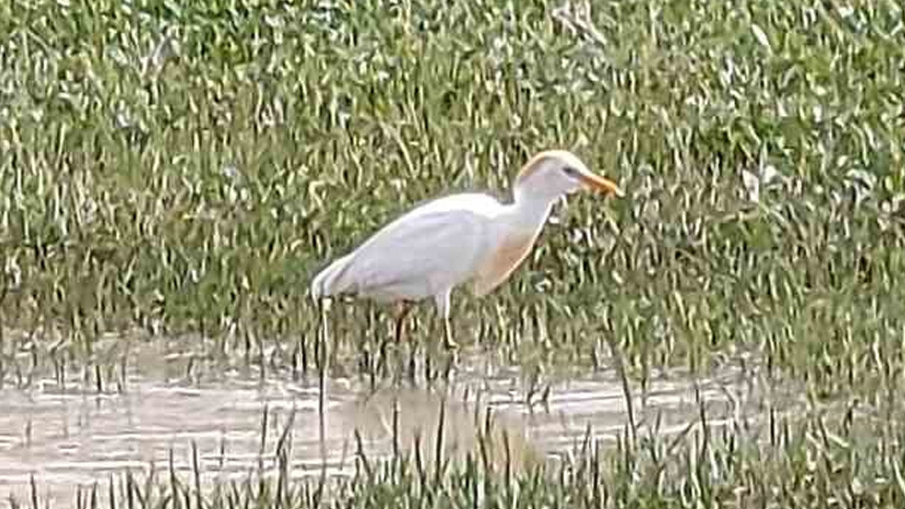 Doğa yürüyüşçülerini şaşırtan kuş! Türkiye’de görüldü