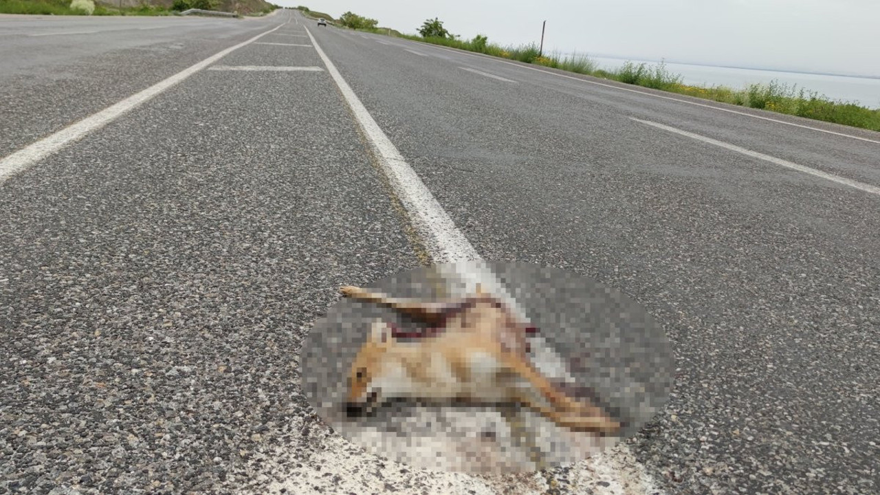 Van’da araçların çarptığı iki tilki telef oldu