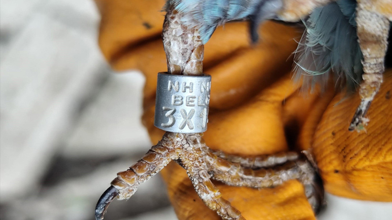 Nesli tükeniyor! Sırbistan’da Türkiye zorlu yolculuk