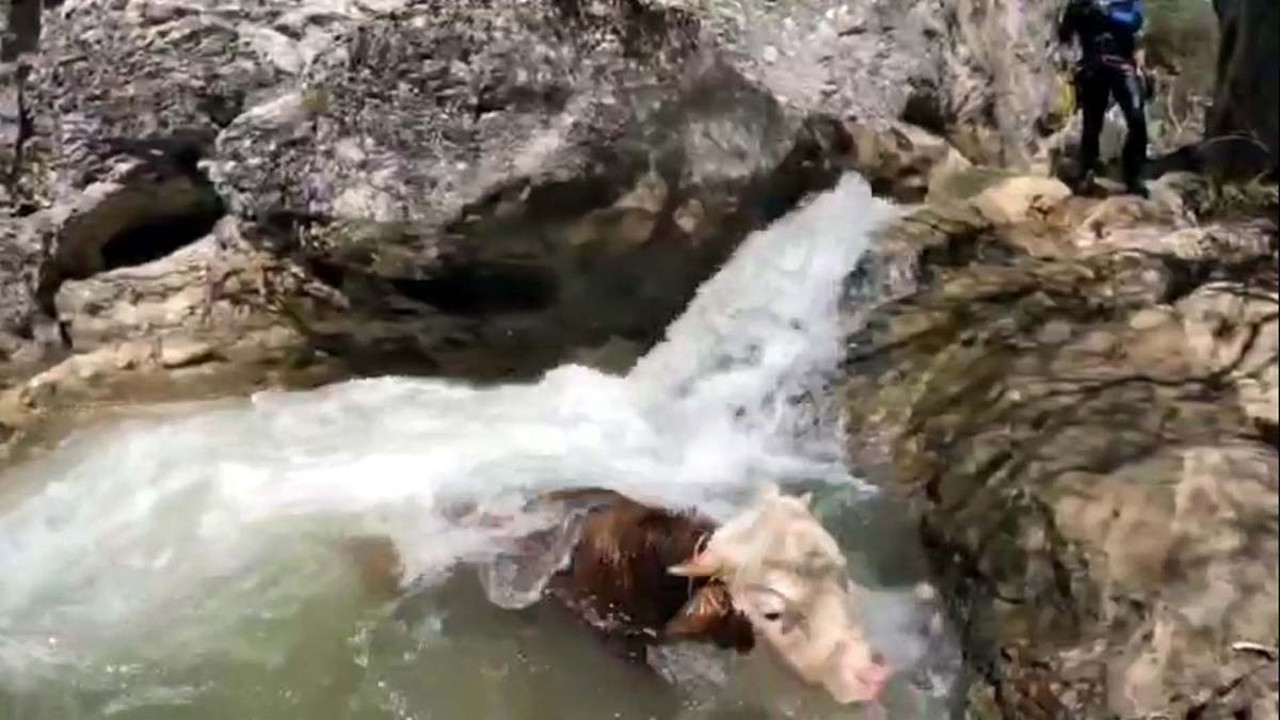 Tosun kanyonda mahsur kaldı! Ekipler kurtarmak için seferber oldu