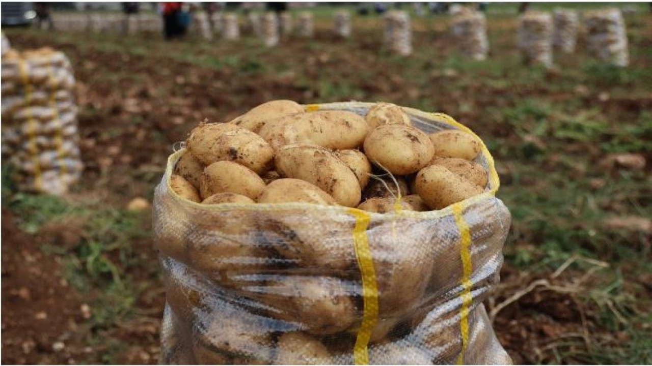 Herkesin evinde bulunan sebzede virüs çıktı! Alırken iki kez düşünün