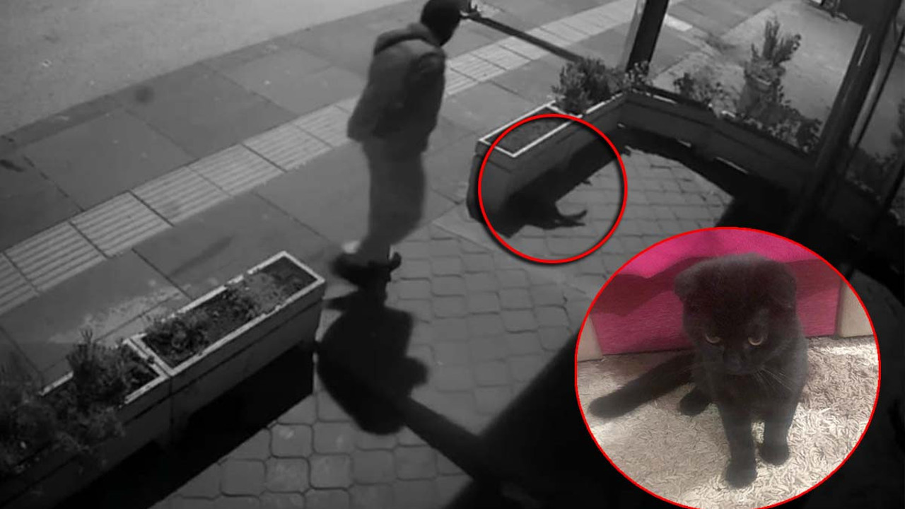 Buda oldu! Kediyi kuyruğundan yakalayıp götürdü