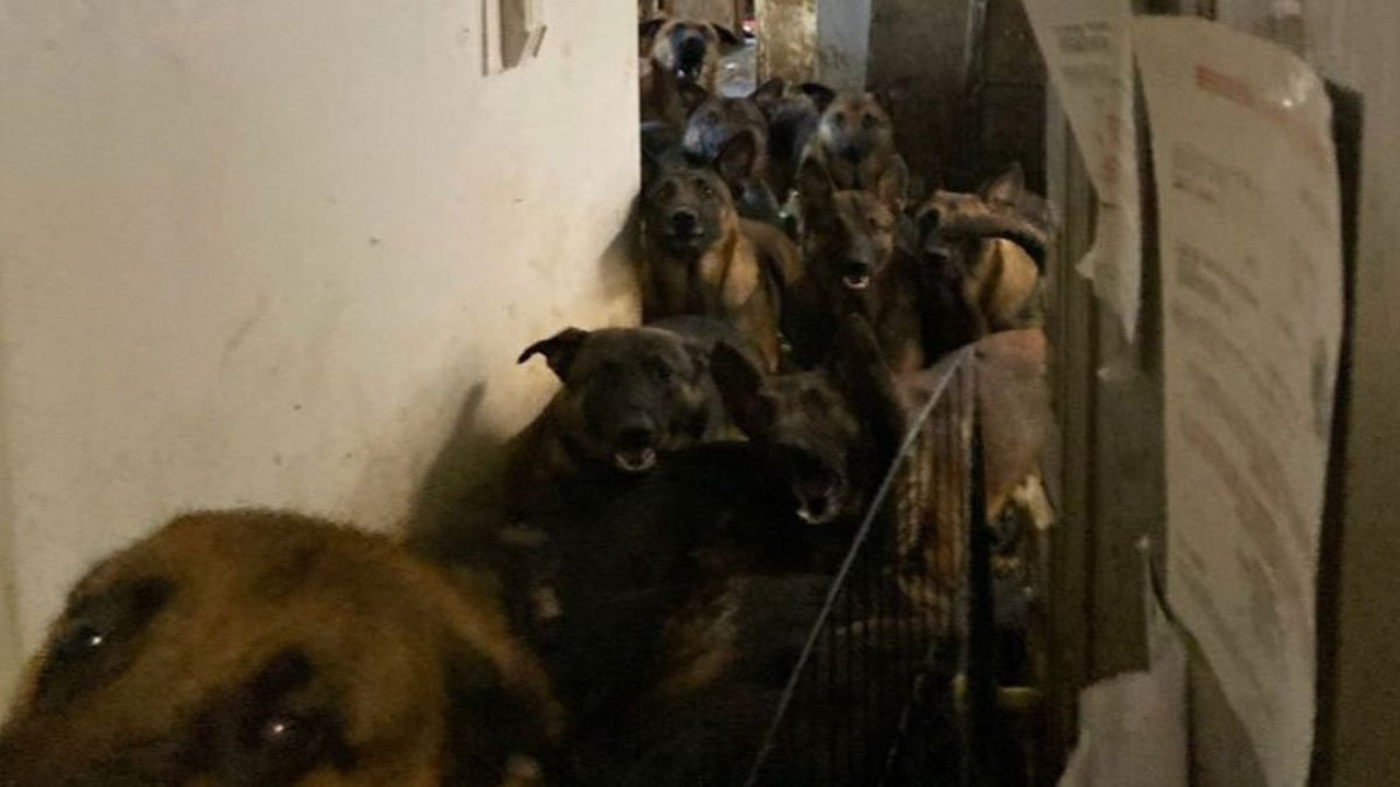Bir apartman dairesinde 48 köpek bulundu! ABD'de yürek burkan görüntü