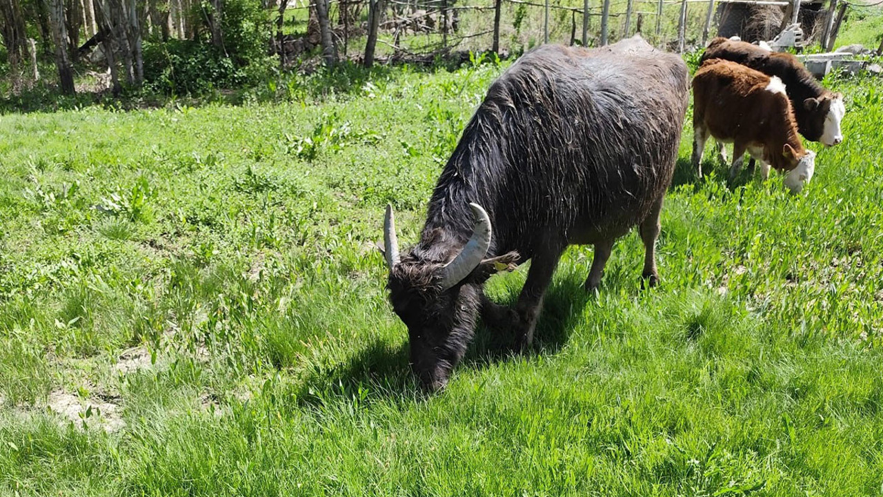 Muş'ta kaybolan manda Ağrı'da bulundu