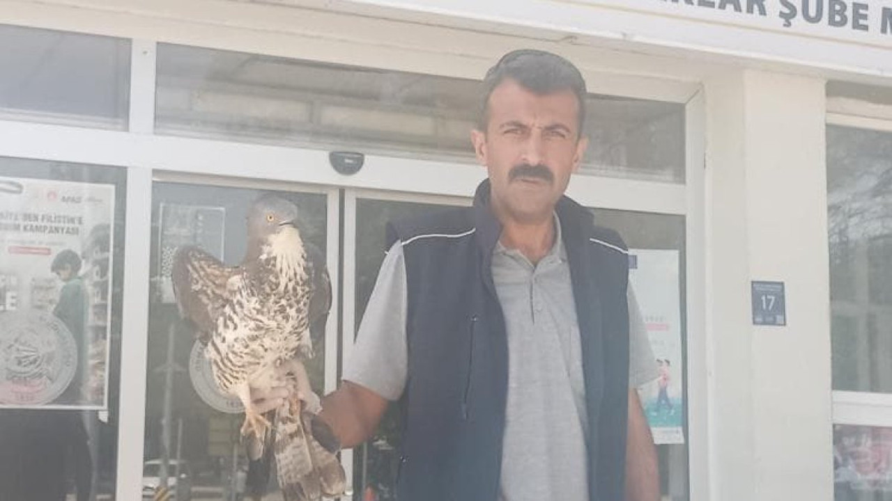 Yaralı şahin emin ellerde