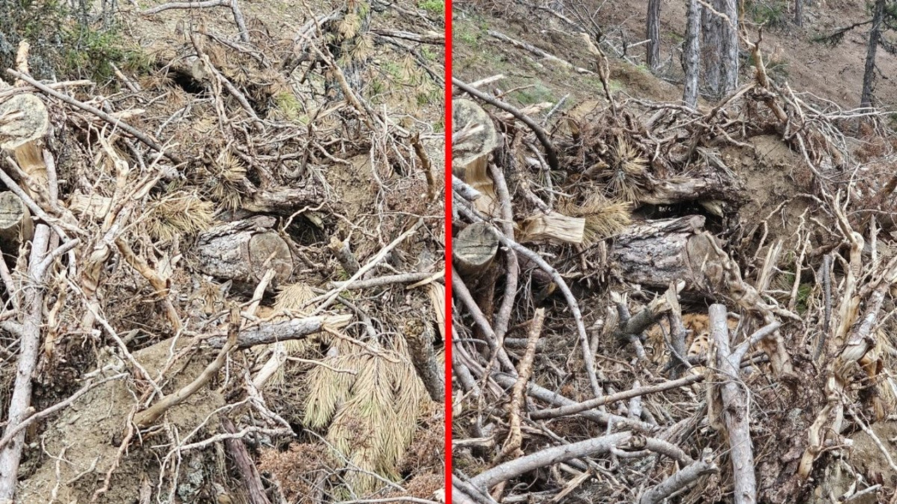 Bolu’da nesli tehdit altındaki vaşak ve yavruları görüntülendi