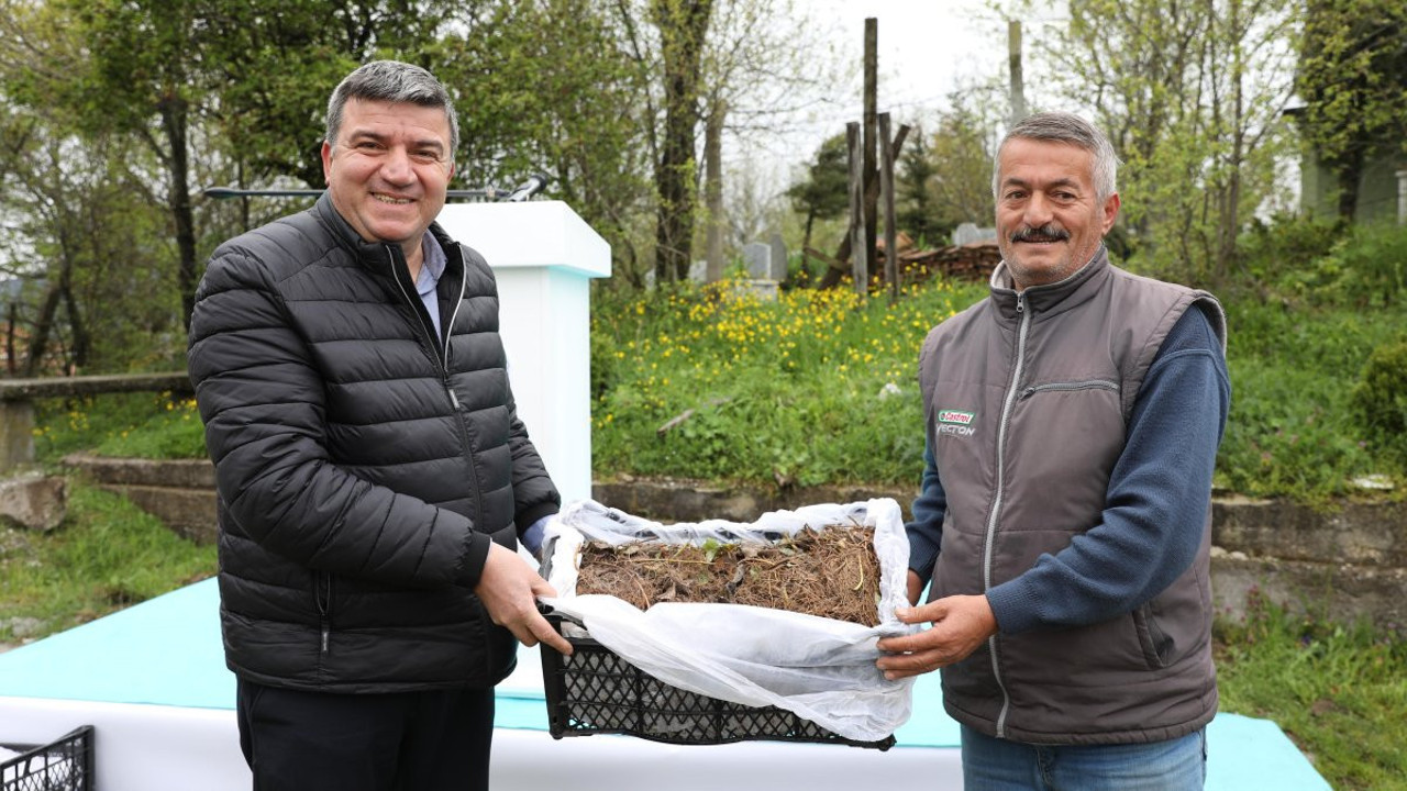 Samsun’da çilek üretimine büyük destek! 150 bin fide dağıtıldı