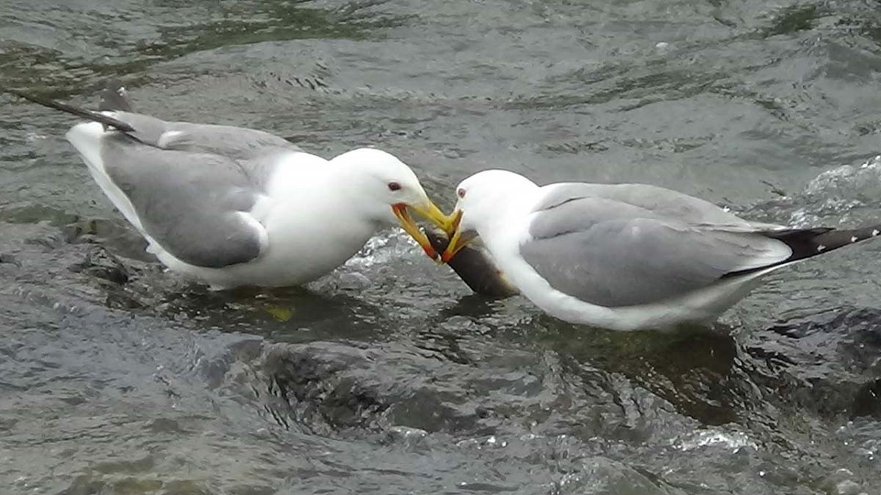 Suların gizli kavgası! Martılar paylaşmakta anlaşmadılar