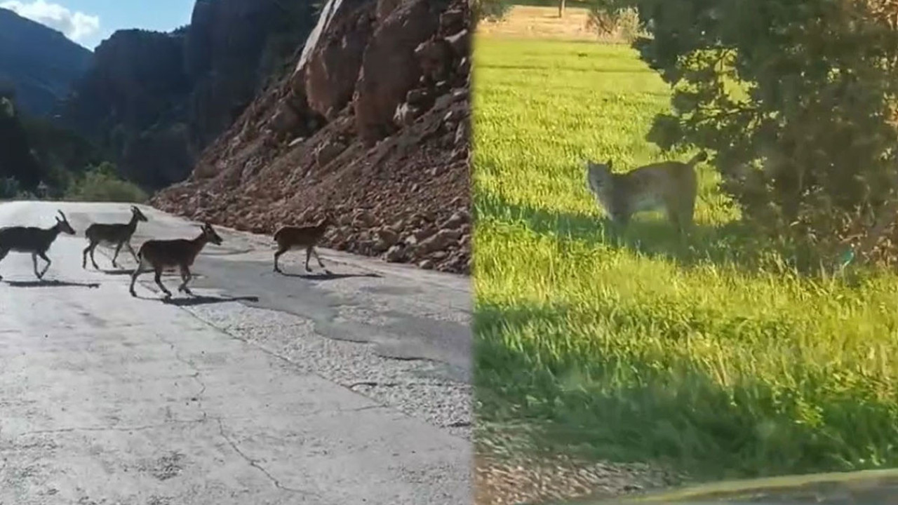 Gümüşhane’de nadir anlar: İkisi de yiyecek arayışında