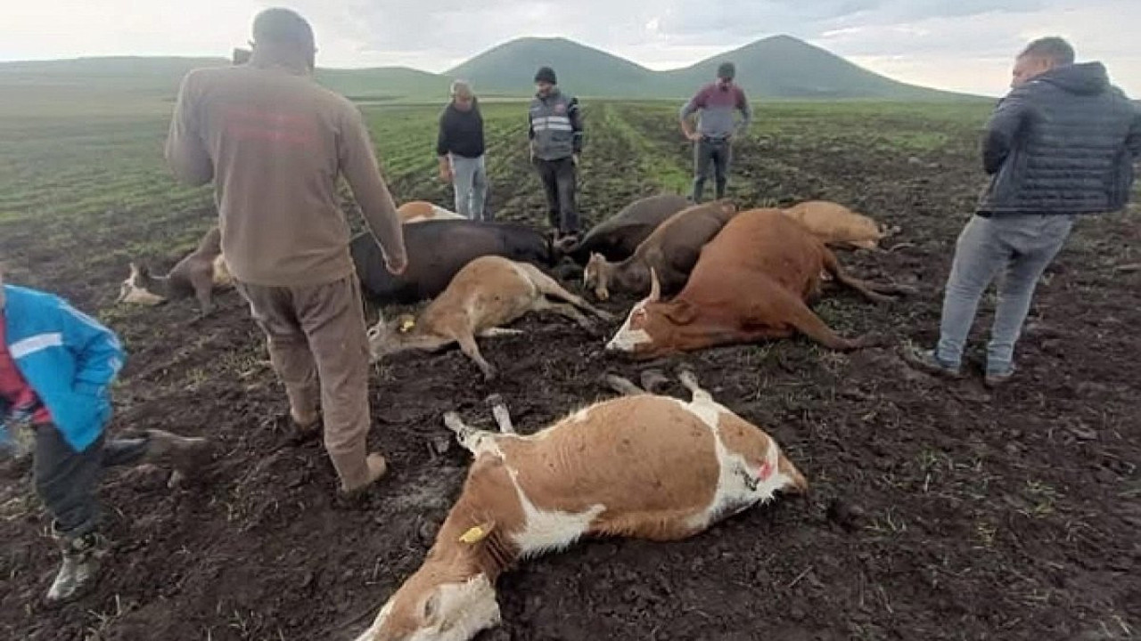 Gökyüzünden sessizce geldi 6 kurbanlık telef oldu! Kurban Bayramı'nda satacaktı...